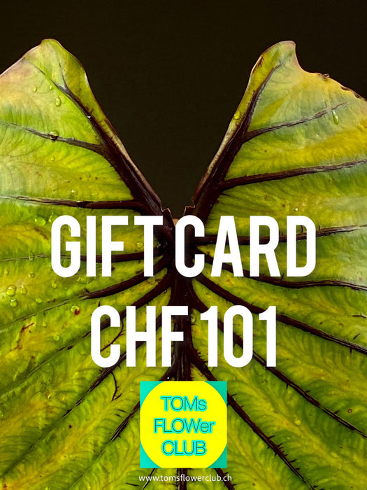 Give the gift of choice with TOMs FLOWer CLUB Gift Cards! Perfect for any occasion, offering unique plants, pots, art, and prints. Flexible values from CHF 11–1001!