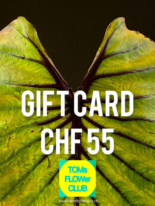 Give the gift of choice with TOMs FLOWer CLUB Gift Cards! Perfect for any occasion, offering unique plants, pots, art, and prints. Flexible values from CHF 11–1001!