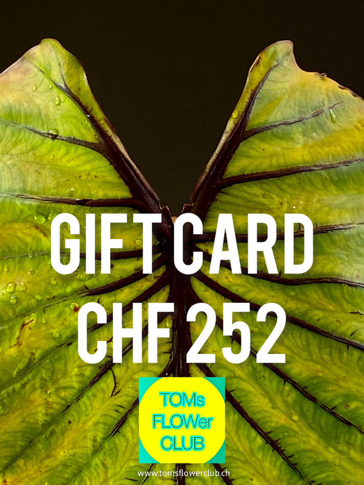 Give the gift of choice with TOMs FLOWer CLUB Gift Cards! Perfect for any occasion, offering unique plants, pots, art, and prints. Flexible values from CHF 11–1001!