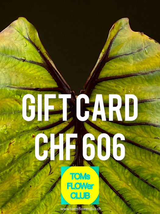 Give the gift of choice with TOMs FLOWer CLUB Gift Cards! Perfect for any occasion, offering unique plants, pots, art, and prints. Flexible values from CHF 11–1001!