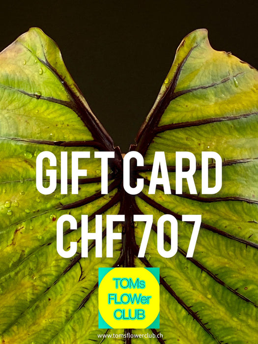 Give the gift of choice with TOMs FLOWer CLUB Gift Cards! Perfect for any occasion, offering unique plants, pots, art, and prints. Flexible values from CHF 11–1001!