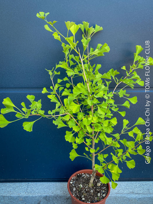 Ginkgo Biloba Chi Chi, organically grown trees and garden plants for sale at TOMs FLOWer CLUB.