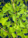 Ginkgo Biloba Chi Chi, organically grown trees and garden plants for sale at TOMs FLOWer CLUB.
