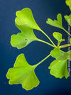 Ginkgo Biloba Chi Chi, organically grown trees and garden plants for sale at TOMs FLOWer CLUB.