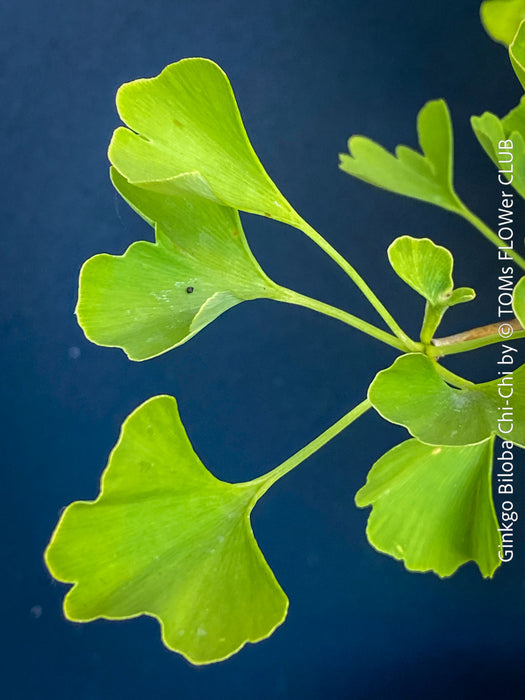 Ginkgo Biloba Chi Chi, organically grown trees and garden plants for sale at TOMs FLOWer CLUB.