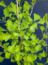 Ginkgo Biloba Chi Chi, organically grown trees and garden plants for sale at TOMs FLOWer CLUB.