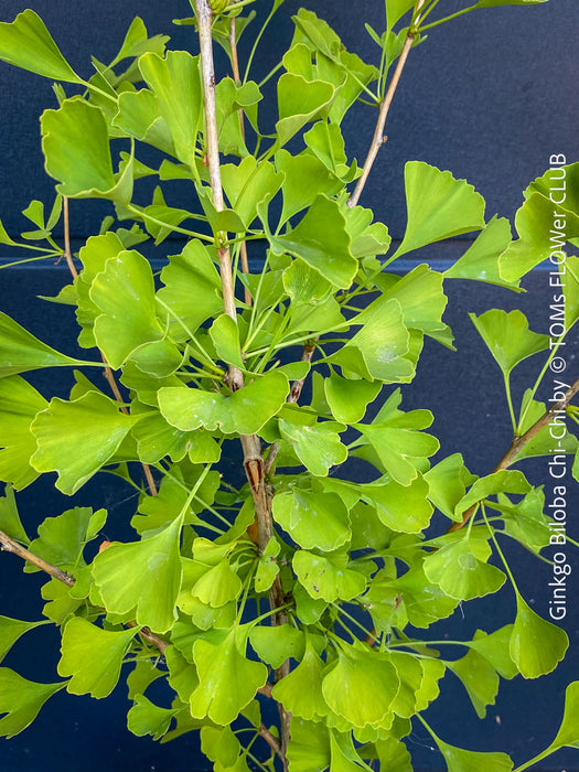 Ginkgo Biloba Chi Chi, organically grown trees and garden plants for sale at TOMs FLOWer CLUB.