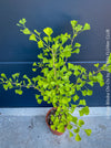 Ginkgo Biloba Chi Chi, organically grown trees and garden plants for sale at TOMs FLOWer CLUB.