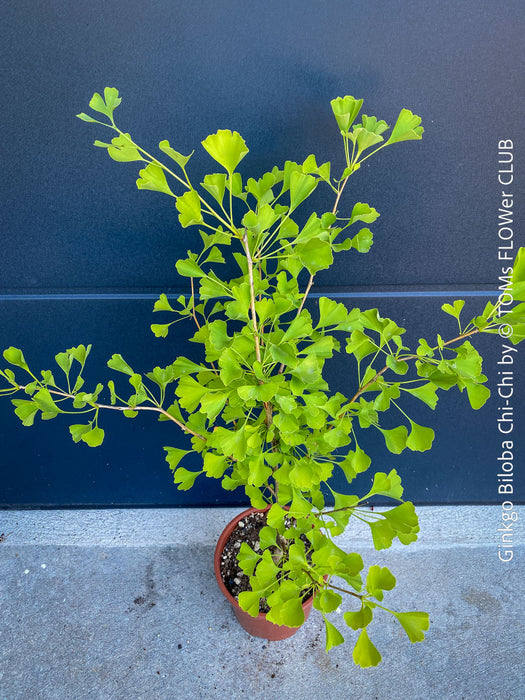 Ginkgo Biloba Chi Chi, organically grown trees and garden plants for sale at TOMs FLOWer CLUB.