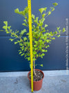 Ginkgo Biloba Chi Chi, organically grown trees and garden plants for sale at TOMs FLOWer CLUB.
