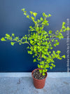 Ginkgo Biloba Chi Chi, organically grown trees and garden plants for sale at TOMs FLOWer CLUB.