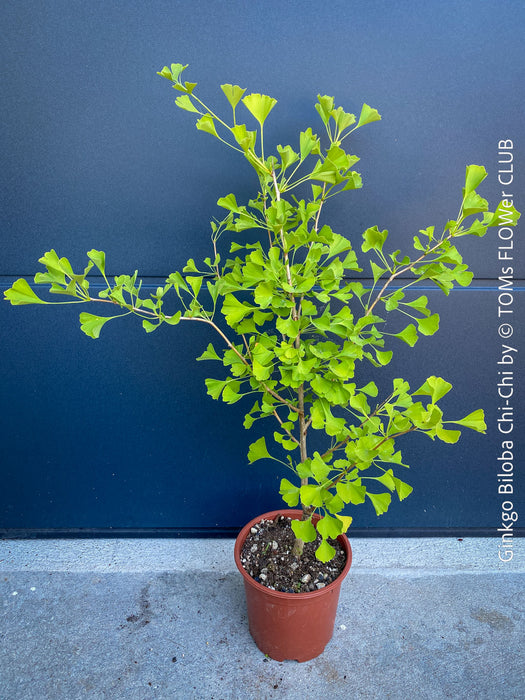Ginkgo Biloba Chi Chi, organically grown trees and garden plants for sale at TOMs FLOWer CLUB.