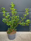 Ginkgo Biloba Menhir, Maidenhair Tree, organically grown trees for bonsai and garden, TOMs FLOWer CLUB