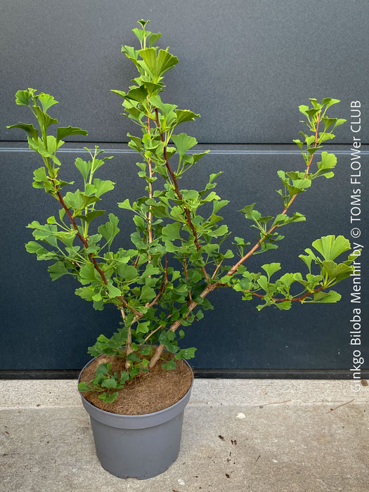 Ginkgo Biloba Menhir, Maidenhair Tree, organically grown trees for bonsai and garden, TOMs FLOWer CLUB