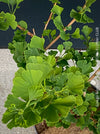 Green leaves of Ginkgo Biloba Menhir, Maidenhair Tree, organically grown trees for bonsai and garden, TOMs FLOWer CLUB