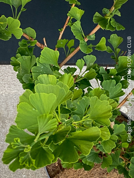 Green leaves of Ginkgo Biloba Menhir, Maidenhair Tree, organically grown trees for bonsai and garden, TOMs FLOWer CLUB