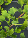 Leaf detail of Ginkgo Biloba Menhir, Maidenhair Tree, organically grown trees for bonsai and garden, TOMs FLOWer CLUB