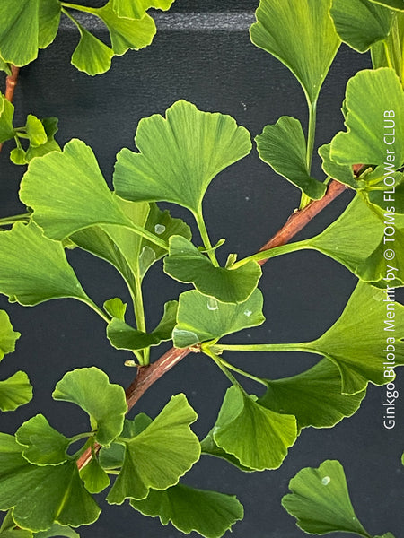 Leaf detail of Ginkgo Biloba Menhir, Maidenhair Tree, organically grown trees for bonsai and garden, TOMs FLOWer CLUB
