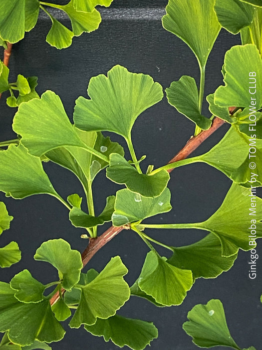 Leaf detail of Ginkgo Biloba Menhir, Maidenhair Tree, organically grown trees for bonsai and garden, TOMs FLOWer CLUB