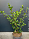 Ginkgo Biloba Menhir, Maidenhair Tree, organically grown trees for bonsai and garden, TOMs FLOWer CLUB