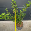 Ginkgo Biloba Menhir, Maidenhair Tree, organically grown trees for bonsai and garden, TOMs FLOWer CLUB