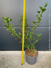 Ginkgo Biloba Menhir, Maidenhair Tree, organically grown trees for bonsai and garden, TOMs FLOWer CLUB
