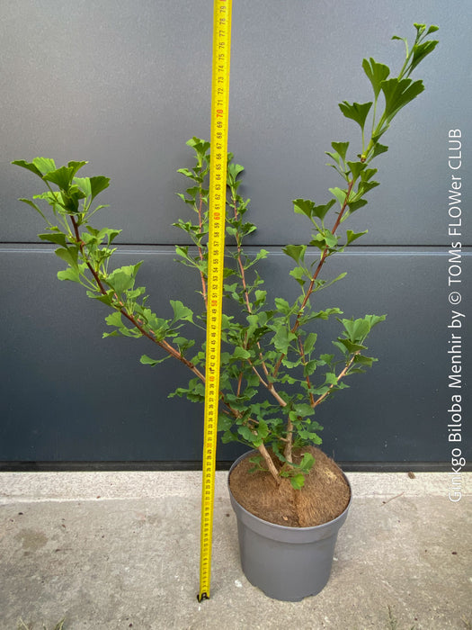 Ginkgo Biloba Menhir, Maidenhair Tree, organically grown trees for bonsai and garden, TOMs FLOWer CLUB