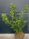 Ginkgo Biloba Menhir, Maidenhair Tree, organically grown trees for bonsai and garden, TOMs FLOWer CLUB