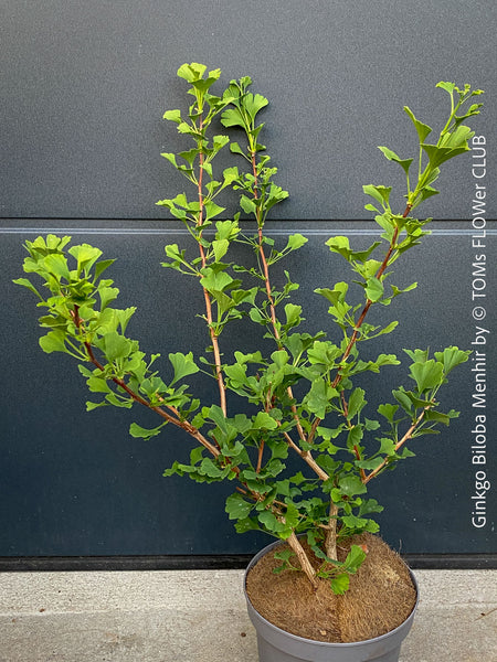 Ginkgo Biloba Menhir, Maidenhair Tree, organically grown trees for bonsai and garden, TOMs FLOWer CLUB