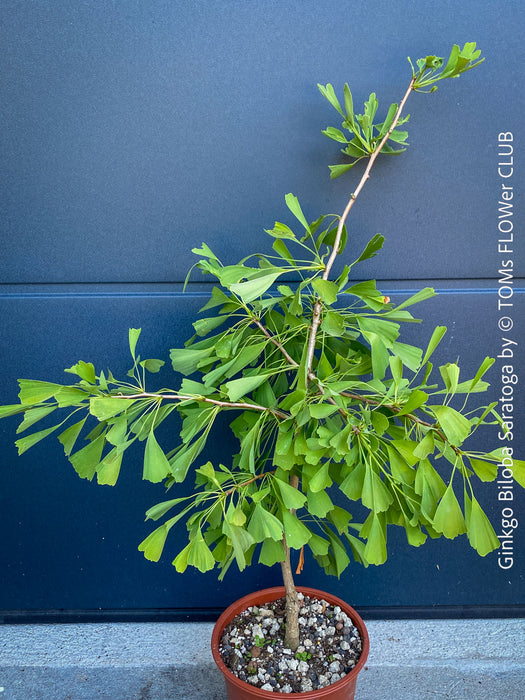 Taxus Baccata Semperaurea, organically grown trees for bonsai and garden, TOMs FLOWer CLUB