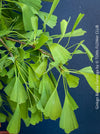 Ginkgo Biloba Saratoga, organically grown Asian and Japanese trees for bonsai and garden, TOMs FLOWer CLUB