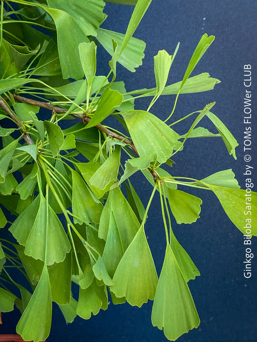 Ginkgo Biloba Saratoga, organically grown Asian and Japanese trees for bonsai and garden, TOMs FLOWer CLUB