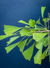 Ginkgo Biloba Saratoga, organically grown Asian and Japanese trees for bonsai and garden, TOMs FLOWer CLUB