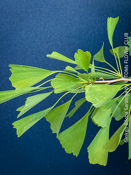 Ginkgo Biloba Saratoga, organically grown Asian and Japanese trees for bonsai and garden, TOMs FLOWer CLUB