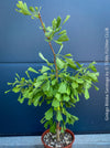 Ginkgo Biloba Saratoga, organically grown Asian and Japanese trees for bonsai and garden, TOMs FLOWer CLUB