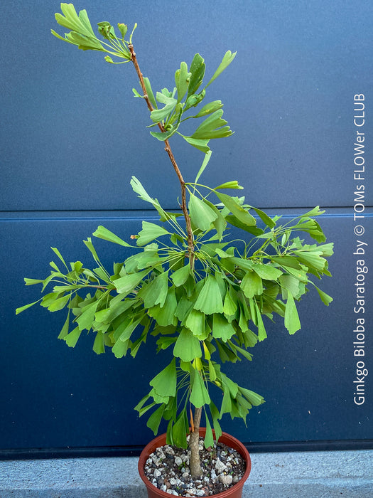 Ginkgo Biloba Saratoga, organically grown Asian and Japanese trees for bonsai and garden, TOMs FLOWer CLUB