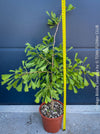 Ginkgo Biloba Saratoga, organically grown Asian and Japanese trees for bonsai and garden, TOMs FLOWer CLUB
