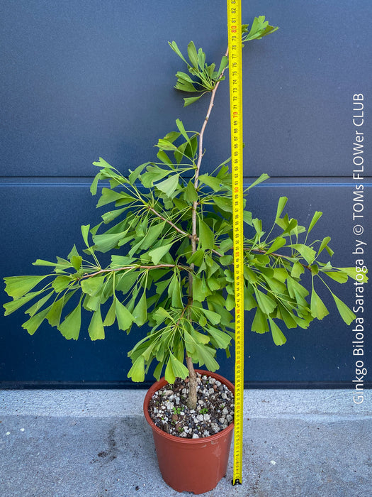 Ginkgo Biloba Saratoga, organically grown Asian and Japanese trees for bonsai and garden, TOMs FLOWer CLUB