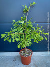 Ginkgo Biloba Saratoga, organically grown Asian and Japanese trees for bonsai and garden, TOMs FLOWer CLUB