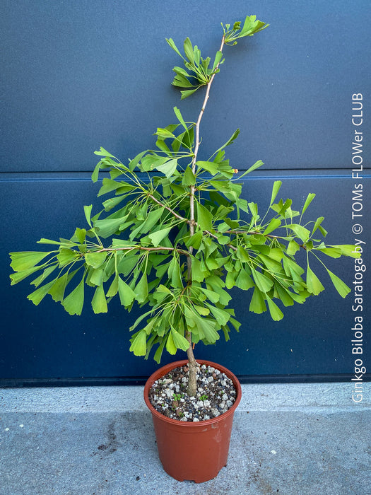 Ginkgo Biloba Saratoga, organically grown Asian and Japanese trees for bonsai and garden, TOMs FLOWer CLUB