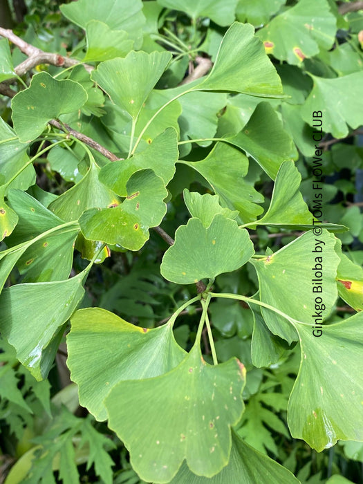 Ginkgo Biloba, organically grown plants for sale at TOMs FLOWer CLUB.