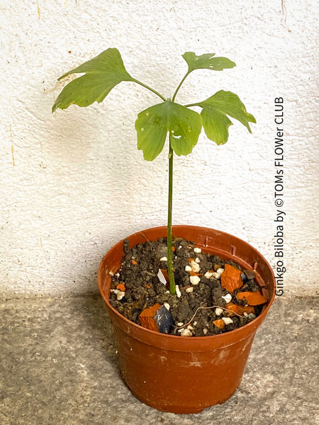 Ginkgo Biloba, organically grown plants for sale at TOMs FLOWer CLUB.