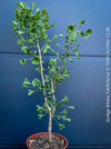 Ginkgo Biloba Tubifolia, organically grown trees and garden plants for sale at TOMs FLOWer CLUB.