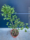 Ginkgo Biloba Tubifolia, organically grown trees and garden plants for sale at TOMs FLOWer CLUB.