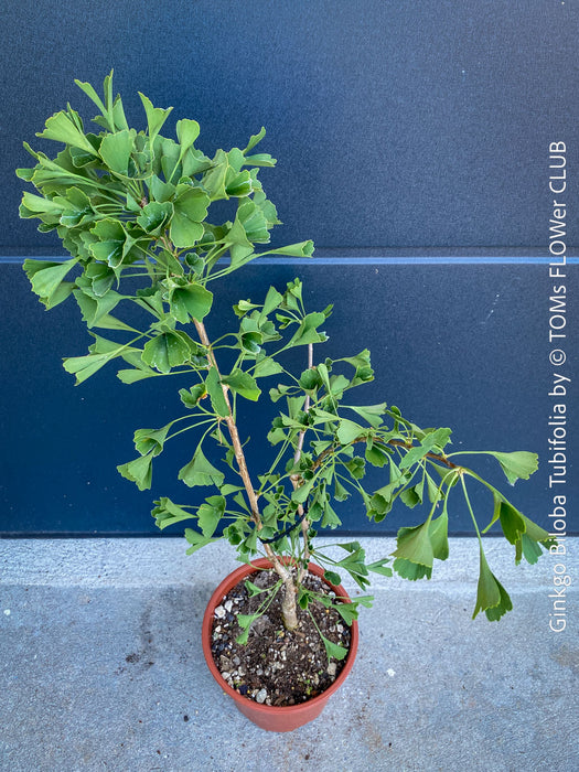 Ginkgo Biloba Tubifolia, organically grown trees and garden plants for sale at TOMs FLOWer CLUB.