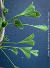 Ginkgo Biloba Tubifolia, organically grown trees and garden plants for sale at TOMs FLOWer CLUB.