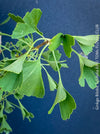 Ginkgo Biloba Tubifolia, organically grown trees and garden plants for sale at TOMs FLOWer CLUB.