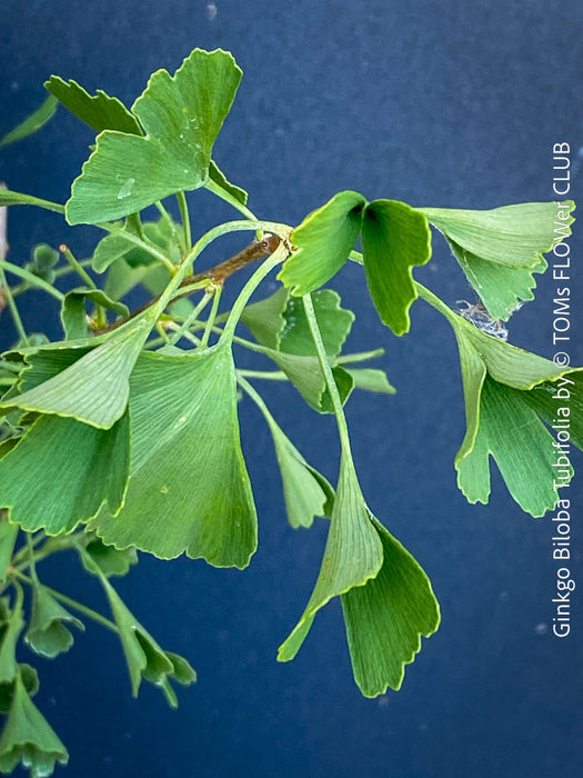 Ginkgo Biloba Tubifolia, organically grown trees and garden plants for sale at TOMs FLOWer CLUB.