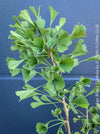Ginkgo Biloba Tubifolia, organically grown trees and garden plants for sale at TOMs FLOWer CLUB.