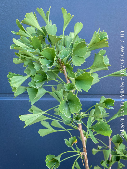 Ginkgo Biloba Tubifolia, organically grown trees and garden plants for sale at TOMs FLOWer CLUB.